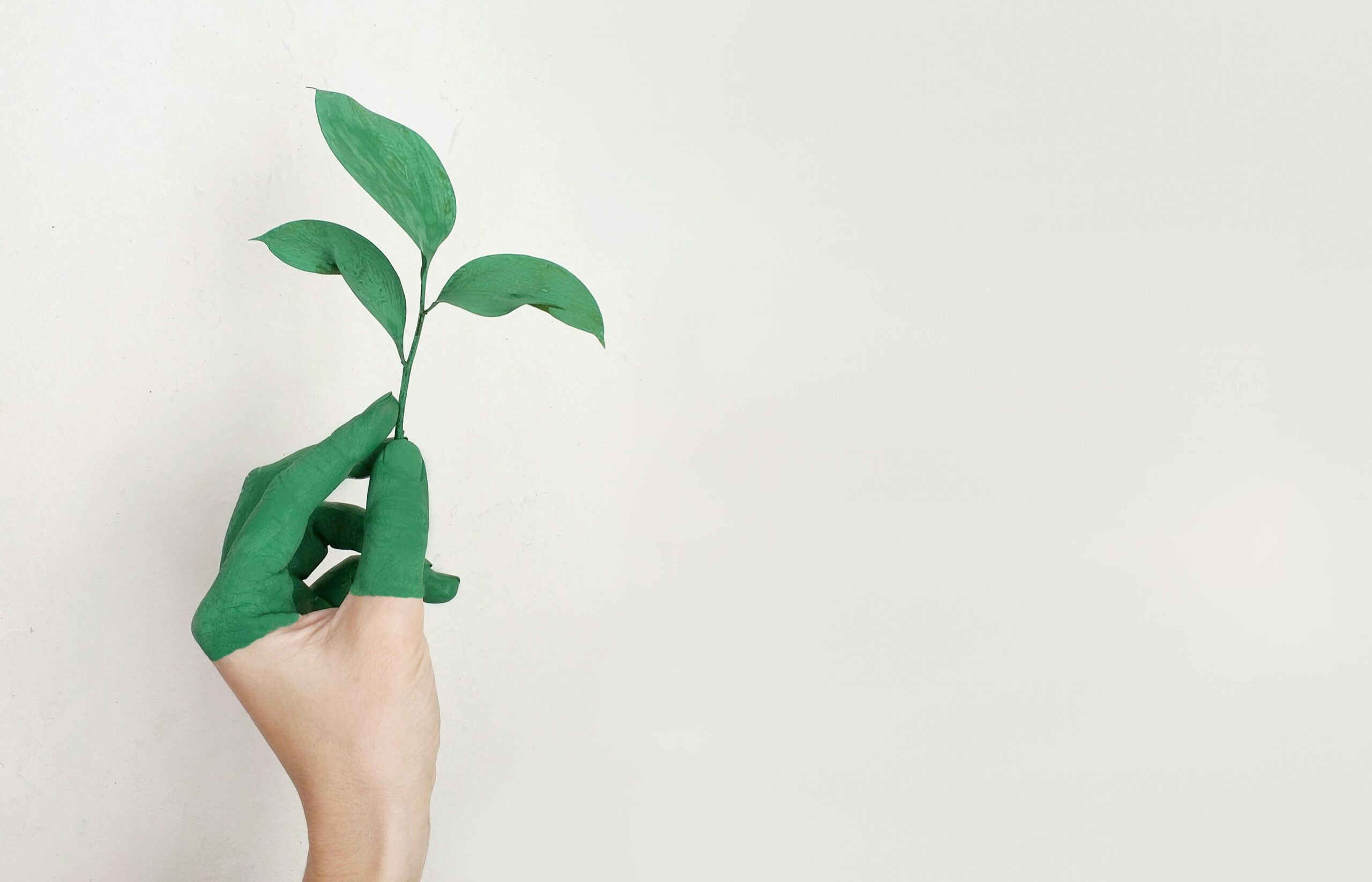 Case Study #1: Building the Strategic Foundations for a Sustainable Living Brand